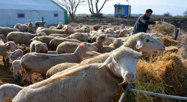 Balıkesir kuzusunda marka Sındırgı olacak