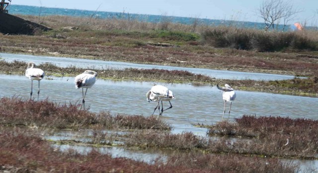 Balıkesir sahillerinde Flamingo güzelliği yaşanıyor