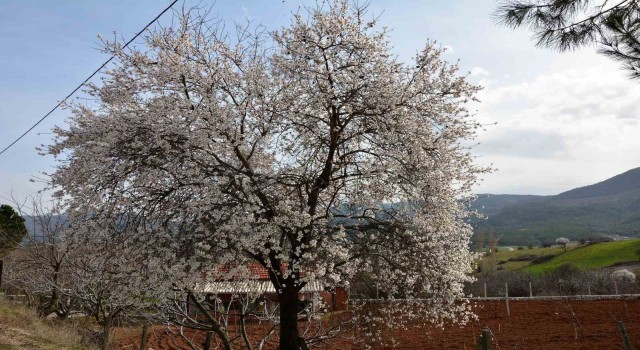 Balıkesirde ağaçlar erken çiçek açtı