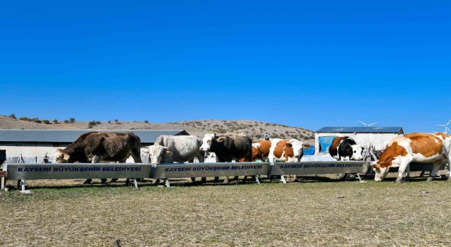 Başkan Büyükkılıçtan 4 yılda 226 milyon TLlik ‘tarım ve hayvancılık atılımı