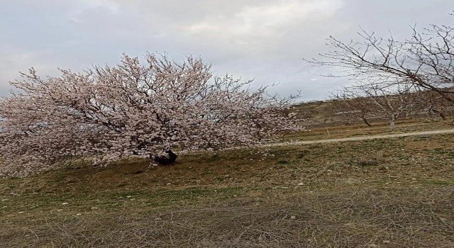 Baskilde badem ağaçları çiçek açtı