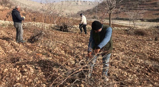 Batmanda bağ budama zamanı başladı