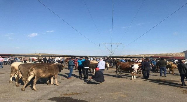 Bayburtta canlı hayvan pazarı kapatıldı, şap hastalığına rastlanılmadı