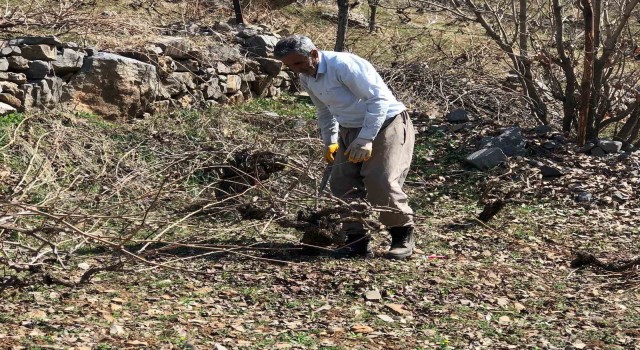 Beytüşşebapta üzüm bağlarında budama işleri başladı