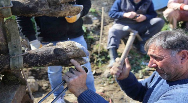 Boğalara güreş öncesi tırnak bakımı