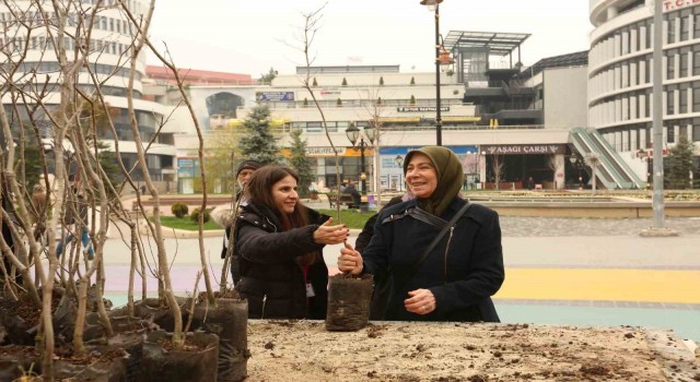 Boluda 4 bin adet fidan ücretsiz dağıtıldı