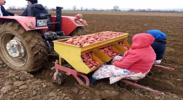 Bursada ‘sarı altın ekimi başladı