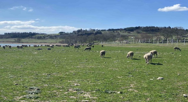 Büyükçekmece Baraj Gölü çekildi, balıkların olduğu yerde koyunlar otluyor