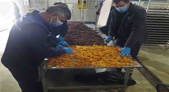 Büyükşehir, Malatyada üreticilerden satın aldığı kayısıları ücretsiz dağıtacak
