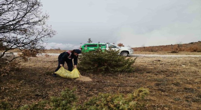 Çankırıda hayvanlar için doğaya buğday bırakıldı