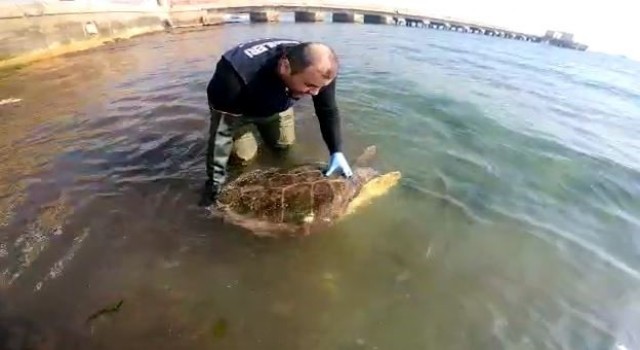 Caretta caretta kurtarma operasyonu