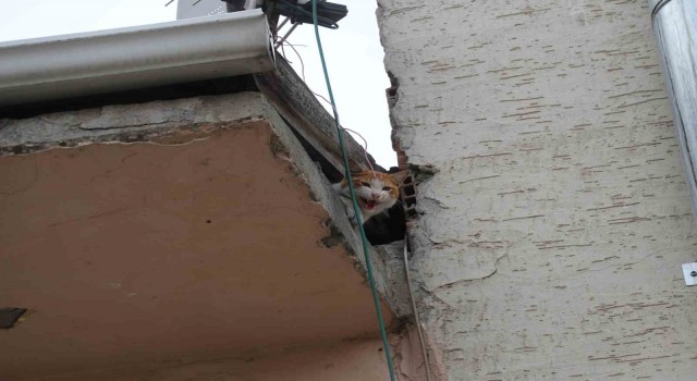 Çatıda mahsur kalan Arsız” kedi 5 gün sonra kurtarıldı