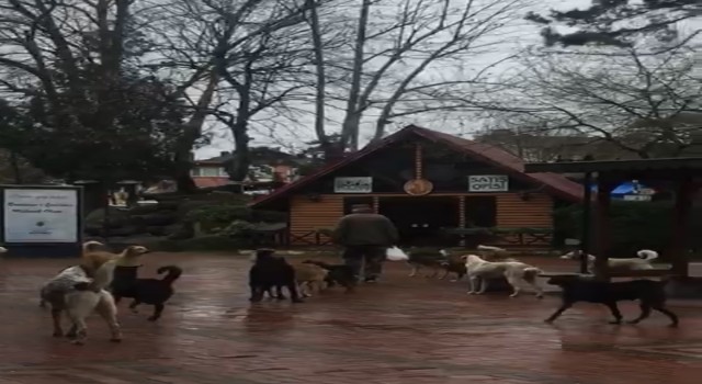 Çaycumada sürü halinde gezen sokak köpekleri korkutuyor