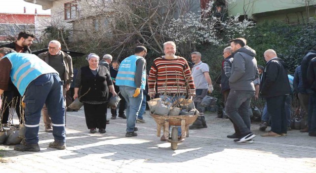 Coğrafi işaret için gün sayan ‘mor patlıcan inciri fidanları üreticilere dağıtıldı