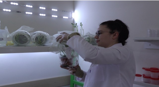 Çorumda böcek üretim laboratuvarı kuruldu