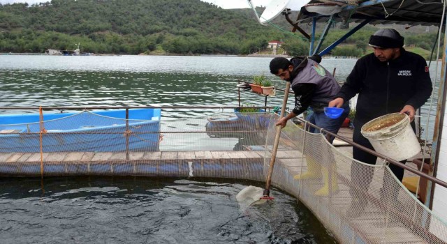 Deprem balık ihracatını da vurdu: Üretim 7 milyon ton azalacak