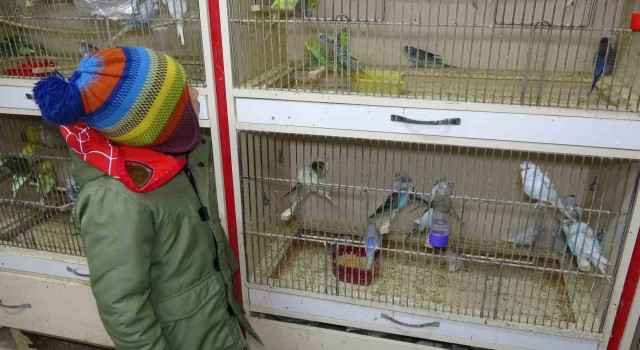‘Deprem kuşu diye almaya başladılar: Ötücü kuşlara ilgi arttı