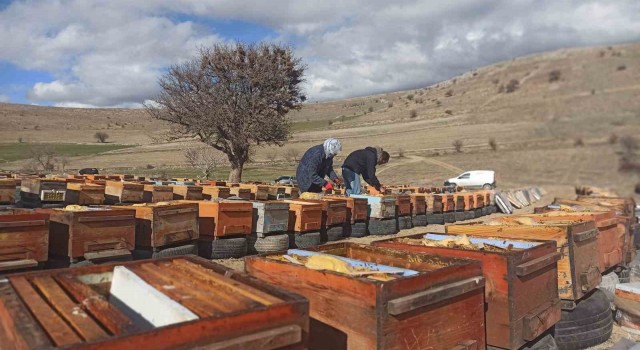 Deprem nedeniyle yüzlerce kovandaki milyonlarca arı telef oldu