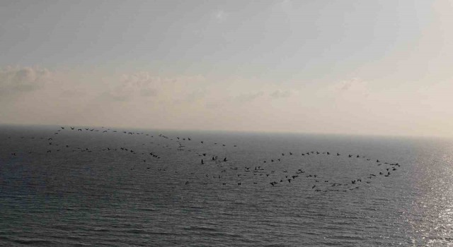 Depremin vurduğu Hatayda göç eden turnalardan görsel şölen