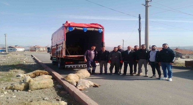 Depremzedeler için 13 küçükbaş hayvan bağışladılar