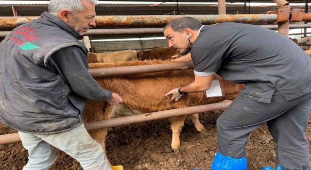 DEÜlü uzmanlardan deprem bölgesinde şap virüsü uyarıları