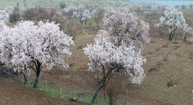 Diclede ağaçlarda renk cümbüşü oluştu