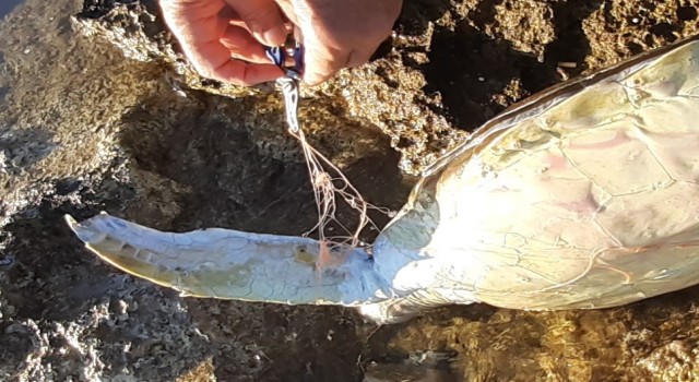 Didimde caretta caretta cinsi deniz kaplumbağası ölü bulundu
