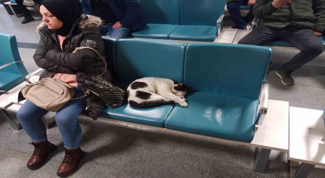 Dışarıda üşüyen kedi ısınmak için hastaneye sığındı