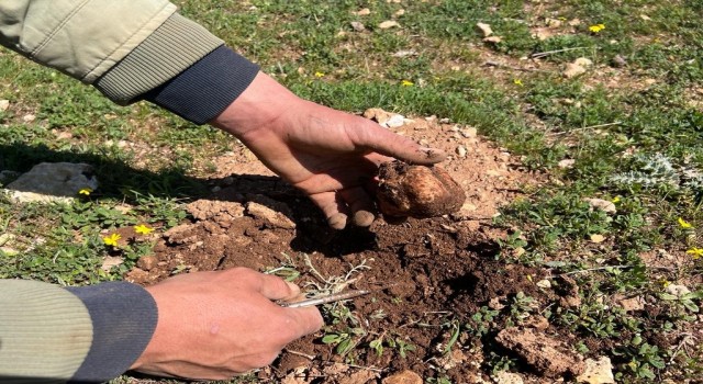 Doğada kendiliğinden yetişiyor, birçok ailenin geçim kaynağı oluyor