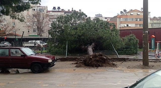 Edremitte yağmur çam ağacını devirdi