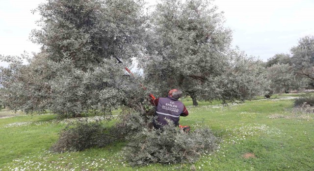 Efelerdeki zeytin bahçelerinde bakım çalışmaları devam ediyor