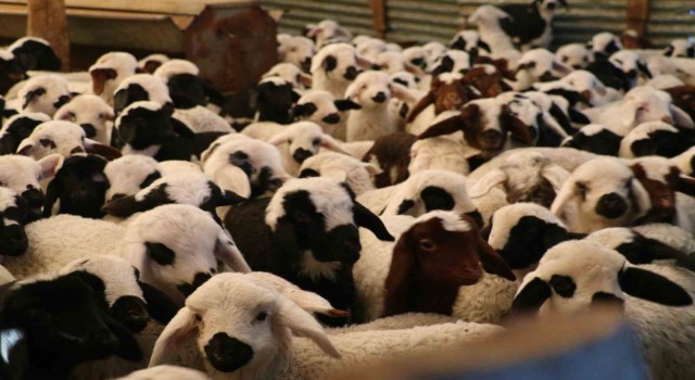 Elazığda 98 bin sığır aşılandı