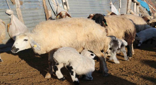 Elazığda koyun ve kuzuların renkli buluşması