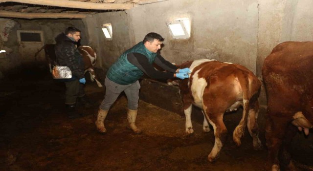 Elazığda şap hastalığına karşı aşılama çalışmaları devam ediyor