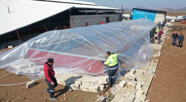 Erdemli Belediyesi ağıl yaptı, hayvanlar soğuktan ölmekten kurtarıldı