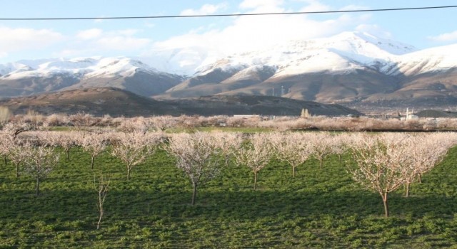 Erzincanda çiçek açan kayısı ağaçları donma tehlikesi altında