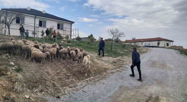 Eskişehirde 33 küçükbaş hayvan dron desteğiyle bulundu