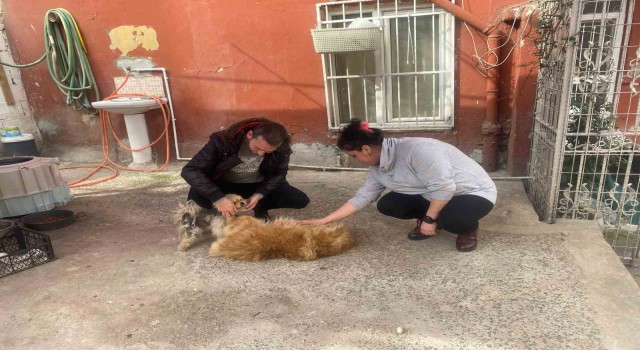 Eyüpsultanda cins köpeği böyle çaldılar