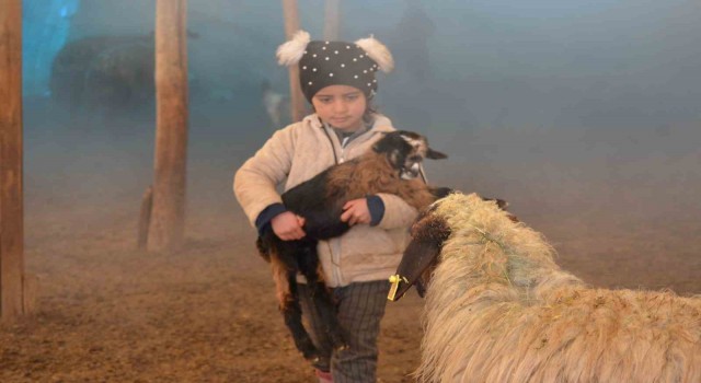 Faraşin Yaylasında kalan Aslan ailesinin dört çocuğu, yaz-kış demeden ev işlerini sırtlıyor