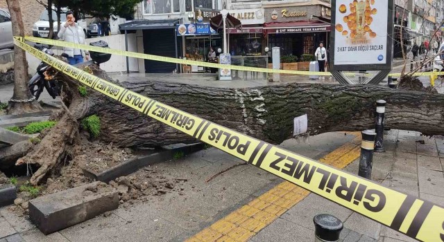 Fatihte çürüyen ağaç iki otomobilin üzerine devrildi