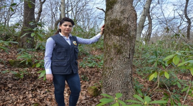 Fatsa Orman İşletme Şefi Sevil Şen, Ankaraya atandı