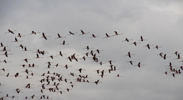 Flamingoların göç yolundaki molaları dron ile görüntülendi