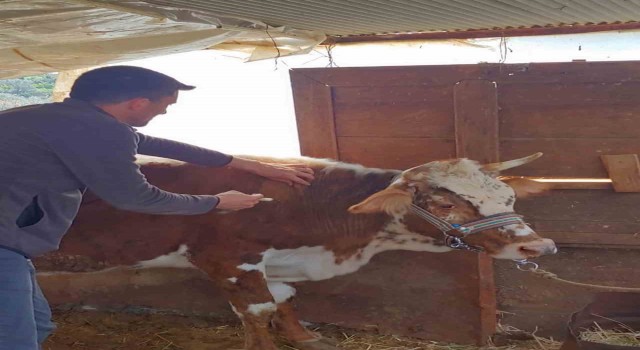 Gazipaşada şap aşısına başlandı
