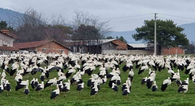 Göçmen leylekler Domaniçte mola verdi