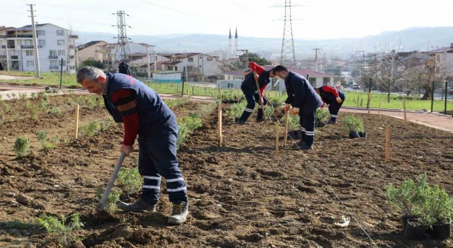 Gündoğdu lavanta ile canlandırılacak