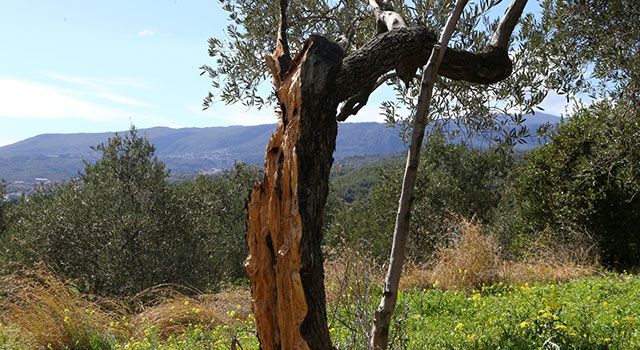 Hatay’da 80 yıllık zeytin ağacı depremde ikiye bölündü