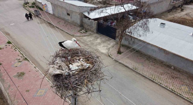 Iğdıra gelen leylekler yuva için yüksek yerleri seçiyor