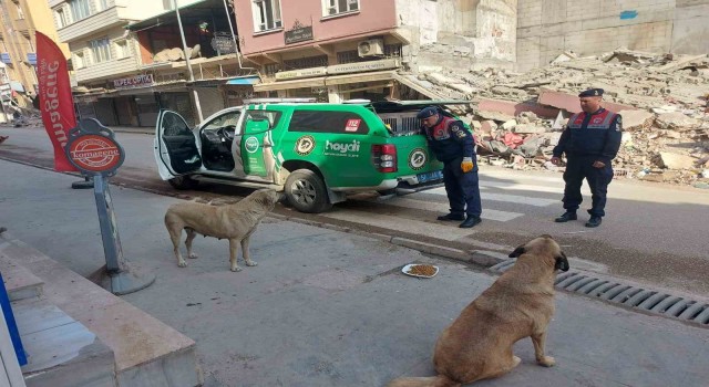 Jandarma ekipleri Hatayda sokak hayvanlarını besliyor