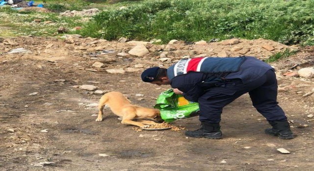 Jandarma sokak hayvanlarını unutmadı