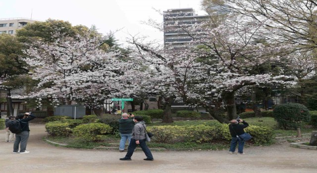 Japonyada kiraz çiçekleri açtı, halk parklara akın etti